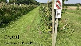  Presentation with harvest - Presentation theme enhanced with migrant workers - rows of raspberry bushes background and a gold colored foreground