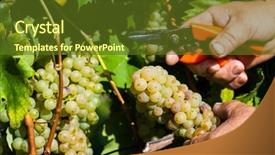  Presentation with vineyard - Beautiful presentation featuring migrant workers - vintage in a vineyard winemaker backdrop and a tawny brown colored foreground