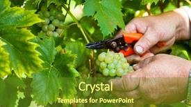  Presentation with vineyard - Theme with migrant workers - vintage in the vineyard background and a tawny brown colored foreground