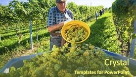  Presentation with vineyard - Theme with migrant workers - vintage in the vineyard background and a tawny brown colored foreground