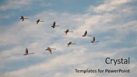  Presentation with birds flying - Presentation theme featuring migrating birds - white swans flying background and a light gray colored foreground