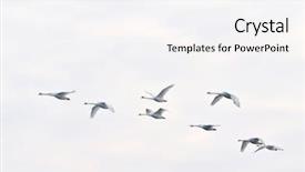  Presentation with geese flying - PPT layouts consisting of migrating birds - wild geese flying background and a white colored foreground