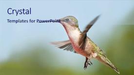  Presentation with flight - Cool new slides with migrating birds - young male ruby-throated hummingbird backdrop and a sky blue colored foreground