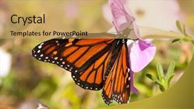  Presentation with pink colour - Presentation theme having migrating monarch butterfly replenishing its background and a yellow colored foreground