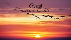  Presentation with migration - Beautiful theme featuring migration - cranes flight on sunset background backdrop and a violet colored foreground