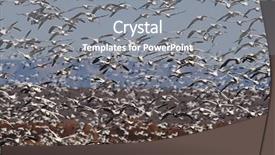  Presentation with migration - Beautiful PPT theme featuring migration - flock of snow geese chen backdrop and a gray colored foreground