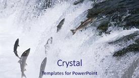  Presentation with migration - Audience pleasing presentation consisting of migration - group of salmon jumping upstream backdrop and a sky blue colored foreground