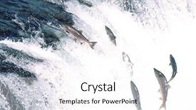  Presentation with migration - Audience pleasing PPT theme consisting of migration - group of salmon jumping upstream backdrop and a white colored foreground