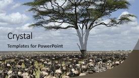  Presentation with national - Slides consisting of migration - herd of wildebeest migrating background and a light blue colored foreground