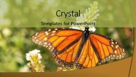  Presentation with monarch butterfly - Amazing presentation design having migration - migrating male monarch butterfly backdrop and a yellow colored foreground