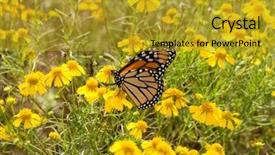  Presentation with monarch butterfly - Audience pleasing presentation design consisting of migration - migrating monarch butterfly feeding backdrop and a gold colored foreground
