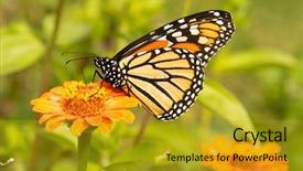  Presentation with orange butterfly - Amazing theme having migration - migrating monarch butterfly refueling backdrop and a gold colored foreground