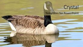  Presentation with migration - Slides consisting of migration canada - beautiful canadian goose background and a yellow colored foreground