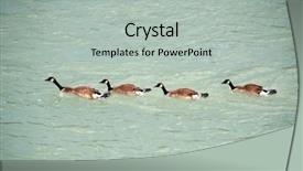  Presentation with geese - Presentation theme consisting of migration canada - canadian geese swimming against water background and a light gray colored foreground