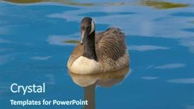  Presentation with spring water - Colorful slide set enhanced with migration canada - cute canadian geese floating backdrop and a ocean colored foreground