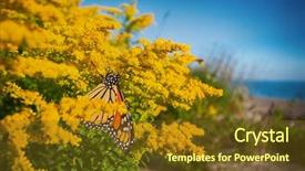  Presentation with monarch butterfly - Presentation theme having migration canada - detail of monarch butterfly danaus background and a tawny brown colored foreground