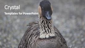  Presentation with hawaiian luau pictures - Theme consisting of migration canada - hawaiian goose branta sandvicensis background and a gray colored foreground