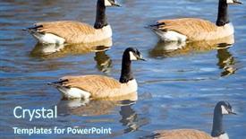  Presentation with geese - Amazing presentation having migration canada - swimming canadian geese backdrop and a ocean colored foreground