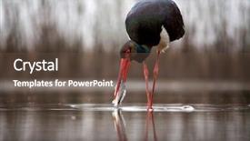  Presentation with fishing - Presentation consisting of black stork ciconia nigra fishing background and a tawny brown colored foreground