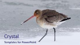  Presentation with danube delta - Theme featuring water bill - black-tailed godwit limosa limosa background and a lemonade colored foreground