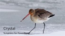  Presentation with danube delta - Audience pleasing PPT layouts consisting of water bill - black-tailed godwit limosa limosa backdrop and a light blue colored foreground