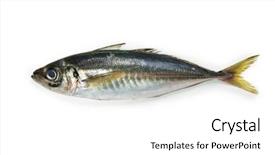  Presentation with white horse - Audience pleasing presentation design consisting of mackerel or aji japanese horse backdrop and a white colored foreground