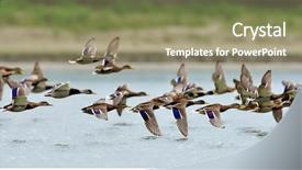  Presentation with lake - Beautiful theme featuring ducks flying over the lake backdrop and a coral colored foreground