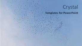  Presentation with fly - Presentation theme with migratory-bird-fly-over background and a teal colored foreground