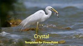  Presentation with commercial fishing vessels - PPT theme featuring migratory birds - big white egret fishing ardea background and a tawny brown colored foreground