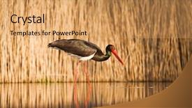  Presentation with fishing - Slide deck having migratory birds - black stork ciconia nigra fishing background and a yellow colored foreground