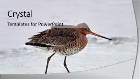  Presentation with danube delta - Audience pleasing theme consisting of migratory birds - black-tailed godwit limosa limosa backdrop and a light gray colored foreground