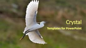  Presentation with flying - Colorful slide set enhanced with migratory birds - egret flying egretta garzetta backdrop and a  colored foreground