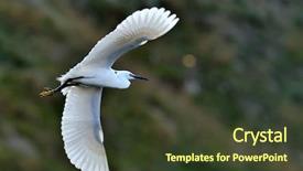  Presentation with view of egret birds - Amazing theme having migratory birds - egret flying egretta garzetta backdrop and a  colored foreground