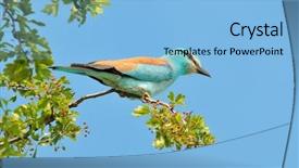  Presentation with european sovereign debt - Colorful PPT layouts enhanced with migratory birds - european roller coracias garrulus outdoor backdrop and a light blue colored foreground