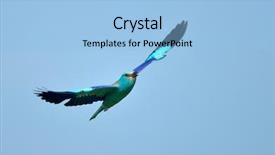  Presentation with flight - Presentation theme with migratory birds - european roller coracias garrulus background and a light blue colored foreground