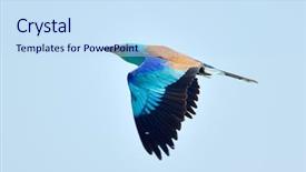  Presentation with in flight - Colorful slide set enhanced with migratory birds - european roller coracias garrulus backdrop and a sky blue colored foreground