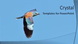  Presentation with charter flight - Audience pleasing slide deck consisting of migratory birds - european roller coracias garrulus backdrop and a light blue colored foreground