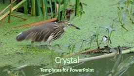  Presentation with pond - Presentation theme consisting of migratory birds - indian pond heron in his background and a ocean colored foreground