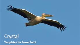  Presentation with flying angel - Beautiful PPT layouts featuring migratory birds - pelican pelecanus onocrotalus flying backdrop and a teal colored foreground