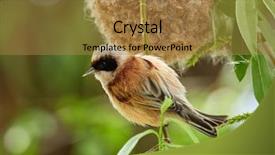  Presentation with sugar in construction - Amazing PPT theme having migratory birds - penduline tit during construction backdrop and a coral colored foreground