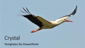  Presentation with flying - Beautiful presentation theme featuring migratory birds - stork ciconia ciconia flying backdrop and a light blue colored foreground