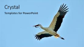  Presentation with flying angesl - Cool new presentation theme with migratory birds - stork ciconia ciconia flying backdrop and a light blue colored foreground