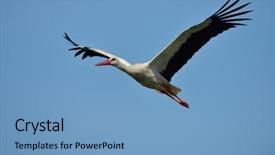  Presentation with flying - Presentation design enhanced with migratory birds - stork flying against the sky background and a teal colored foreground