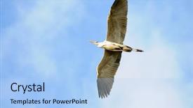  Presentation with sky - Audience pleasing presentation theme consisting of migratory birds - stork flying against the sky backdrop and a light blue colored foreground