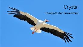  Presentation with birds flying - Slide deck featuring migratory birds - stork flying against the sky background and a light blue colored foreground