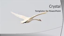  Presentation with birds flying - Audience pleasing slide set consisting of migratory birds - swan flying cygnus olor backdrop and a light gray colored foreground