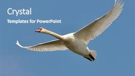  Presentation with birds flying - Audience pleasing PPT theme consisting of migratory birds - swan flying backdrop and a teal colored foreground