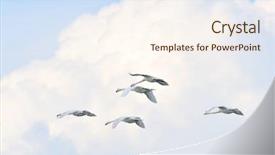  Presentation with birds flying - PPT theme having migratory birds - swans flying cygnus olor background and a cream colored foreground