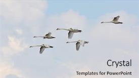  Presentation with birds flying - PPT layouts with migratory birds - swans flying cygnus olor background and a light gray colored foreground