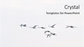  Presentation with birds flying - Cool new presentation theme with migratory birds - swans flying backdrop and a white colored foreground